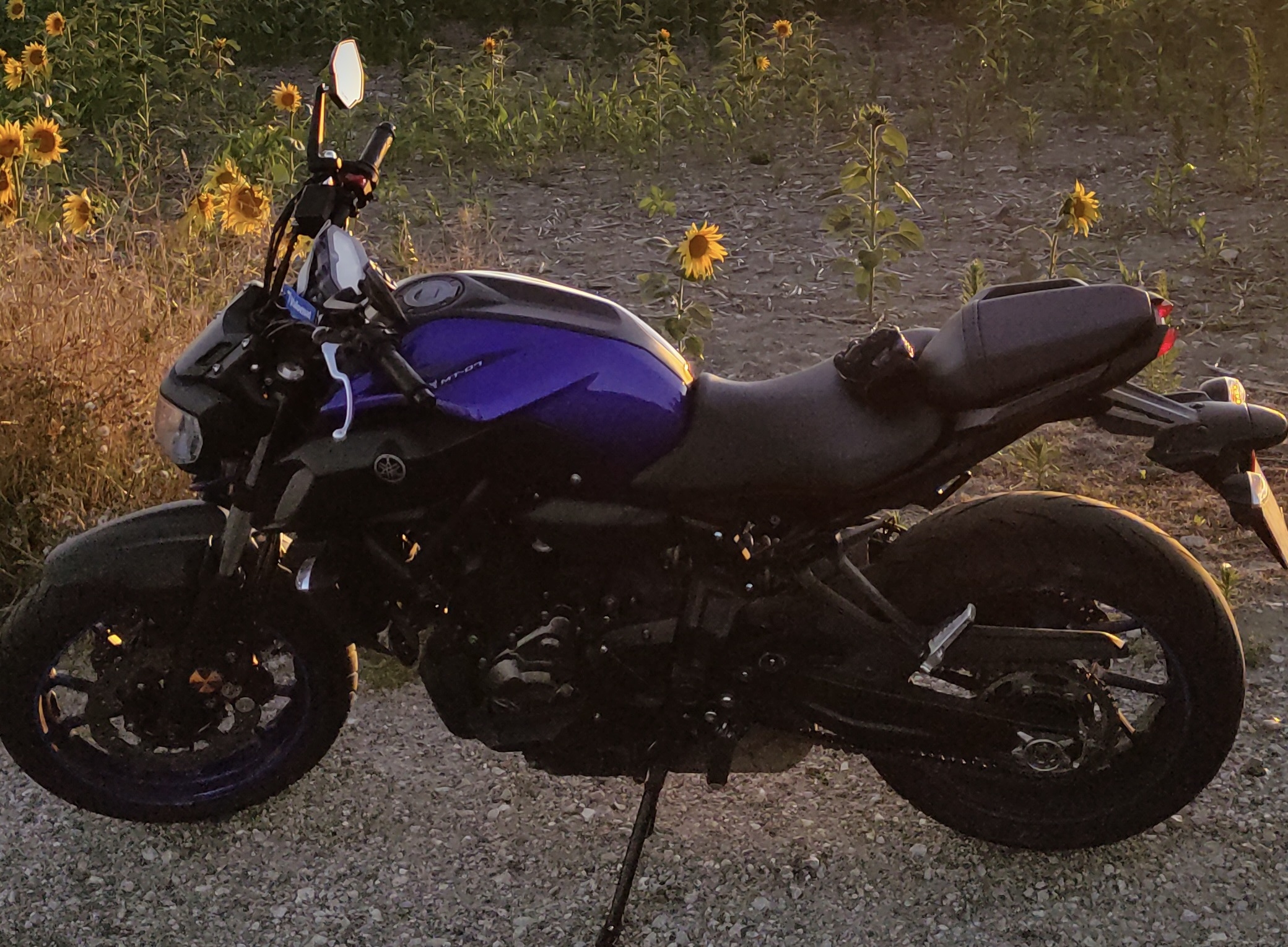 Photo d'une Yamaha MT-07 35kW de 2019 à l'arrêt devant un champ de tournesol